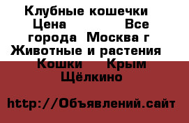 Клубные кошечки › Цена ­ 10 000 - Все города, Москва г. Животные и растения » Кошки   . Крым,Щёлкино